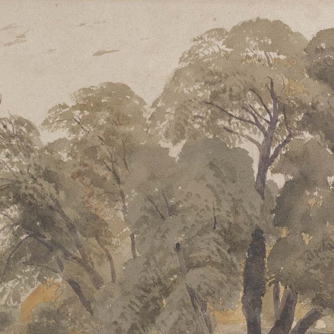 Cattle Beneath the Oak video