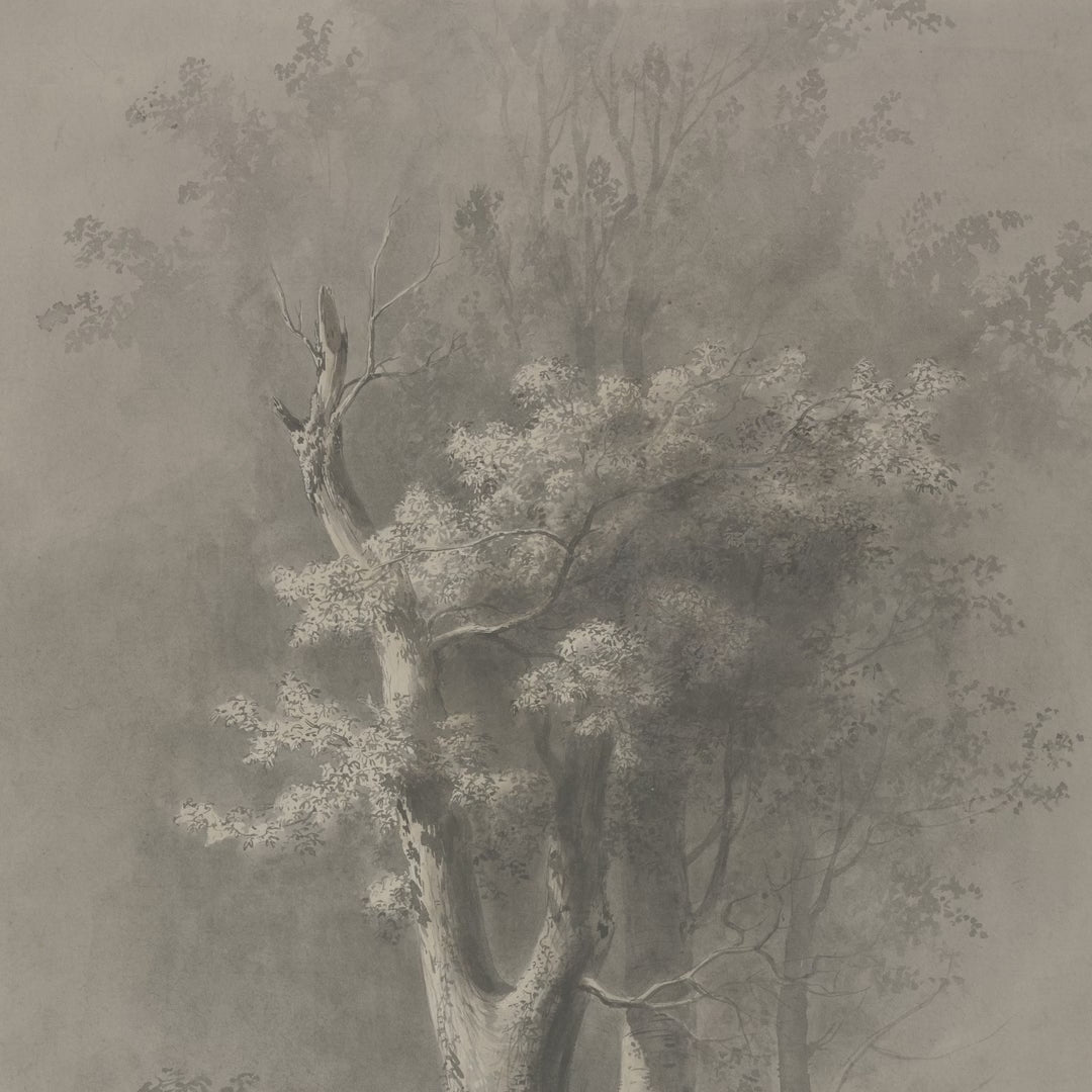 Old Tree Sketch video