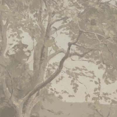 Greige Tree in Quiet Light video