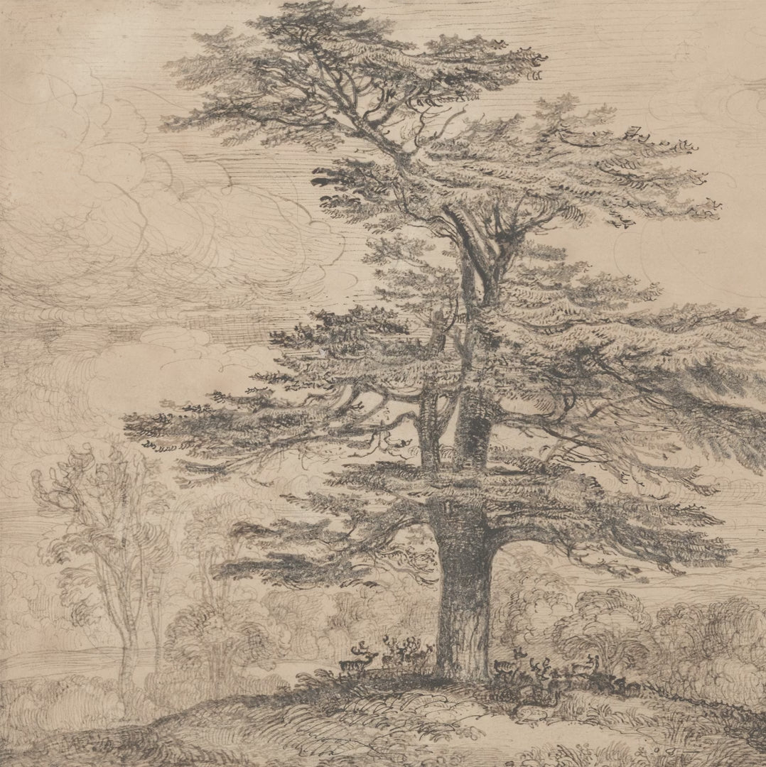 Cedar Tree Drawing video