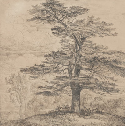 Cedar Tree Drawing video